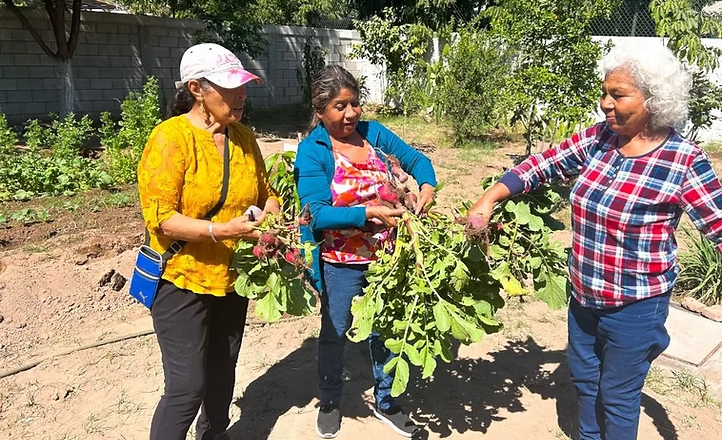 Gobierno de Sonora impulsa huerto comunitario en CEDAM Cajeme