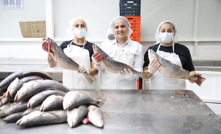 Gobierno de Sonora impulsa comercialización de curvina golfina para fortalecer economía pesquera