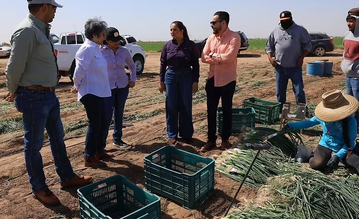 Gobierno de Sonora impulsa producción hortícola de exportación en San Luis Río Colorado