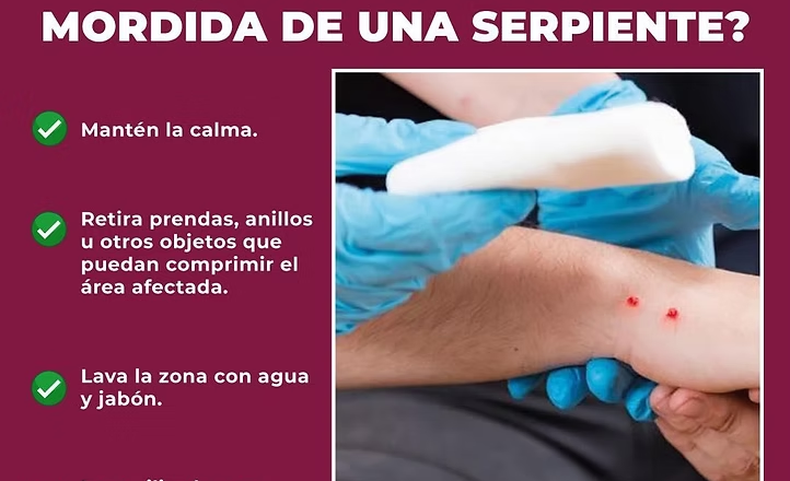 Llama Secretaría de Salud a prevenir afectaciones por mordedura de serpiente