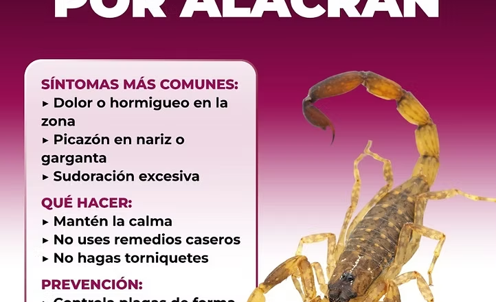 Recomienda Salud Sonora prevenir picaduras de arañas y alacranes