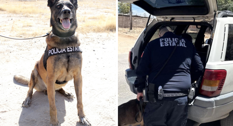 Unidad K-9 de la PESP fortalece presencia preventiva en calles de Hermosillo