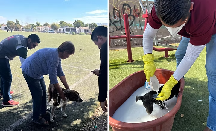 Alerta Salud Sonora sobre riesgo de garrapatas en dormitorios