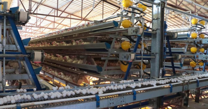 Producción de huevo en Sonora mantiene crecimiento sostenido y fortalece la seguridad alimentaria