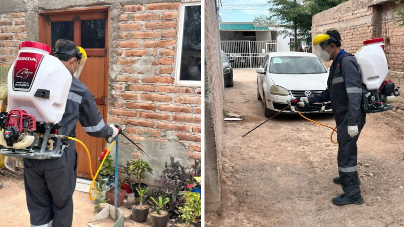 Refuerza Salud Sonora acciones contra la rickettsia con más de 2 mil 600 fumigaciones