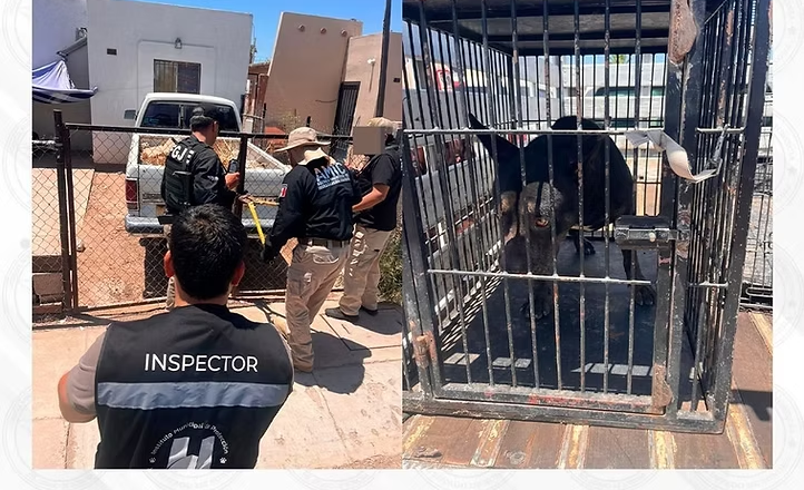 Ejecuta AMIC cateo positivo por maltrato animal en Hermosillo; rescatan a canino Pitbull