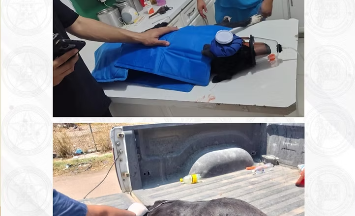 AMIC y Servicios Periciales rescatan a un can de maltrato animal en Navojoa