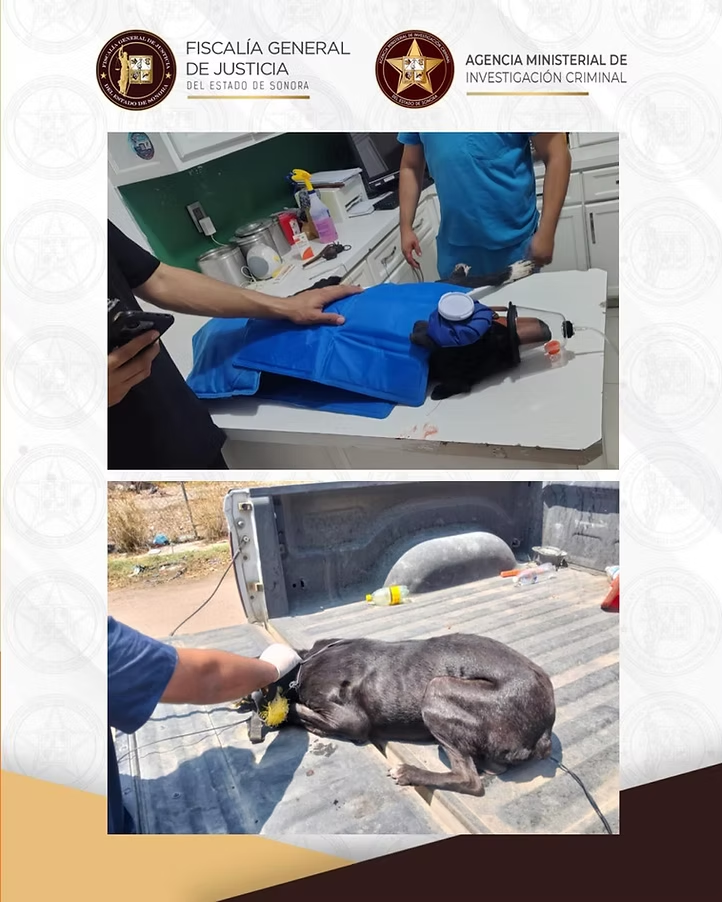 AMIC y Servicios Periciales rescatan a un can de maltrato animal en Navojoa