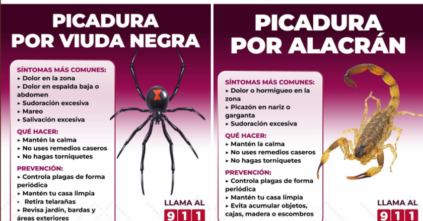 Llama Salud Sonora a prevenir mordeduras y picaduras de animales ponzoñosos durante la temporada de calor
