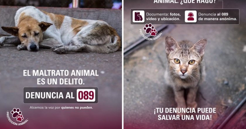 Exhorta SSPC denunciar cualquier acto de maltrato, abuso o crueldad hacia los animales en la línea 089