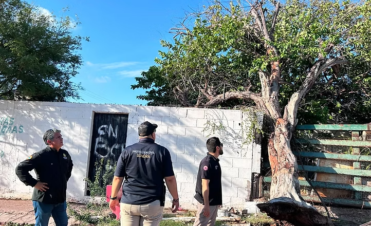 Protección Civil Estatal y Ayuntamiento de Guaymas trabajan en retiro de árboles caídos