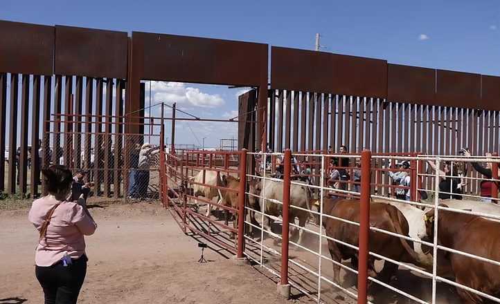 Durazo y Sheinbaum refuerzan acciones ante reapertura de la frontera; dispersan 7 millones de moscas estériles contra el gusano barrenador