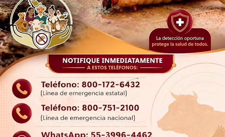 Gobierno de Sonora y Senasica fortalecen medidas de prevención ante el gusano barrenador