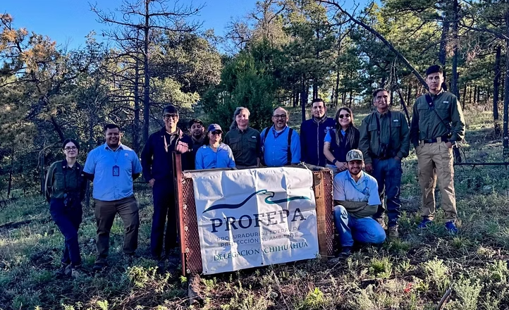Contribuye Gobierno de Sonora a la conservación del águila real con proyecto de monitoreo internacional: UES