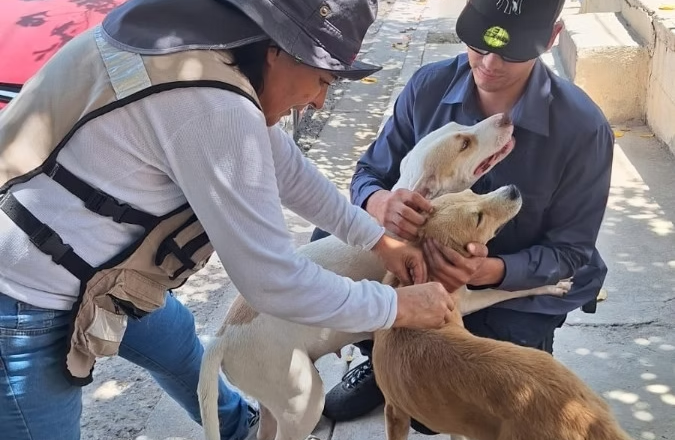 Llama Salud Sonora a cuidar mascotas para prevenir la rickettsia